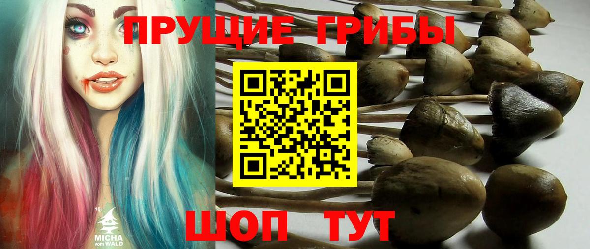 Галлюциногенные грибы Cubensis Новодвинск
